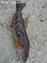 �����ʥ�