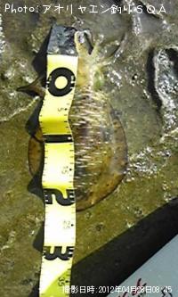 ¥¢¥ª¥ê¥¤¥«