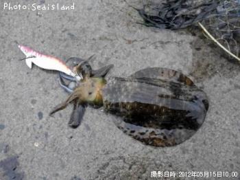 �����ꥤ��