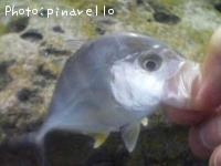 ¥í¥¦¥Ë¥ó¥¢¥¸