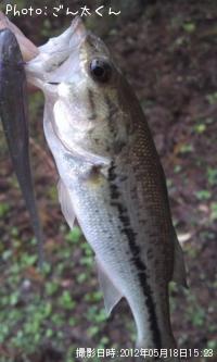 ¥Ö¥é¥Ã¥¯¥Ð¥¹