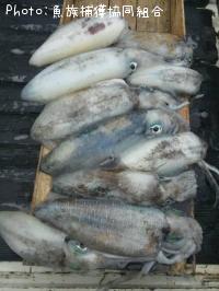 ¥¢¥ª¥ê¥¤¥«