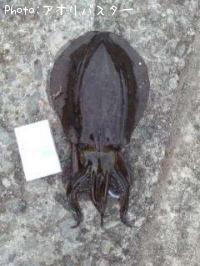 �����ꥤ��