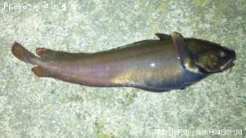 ¥¨¥¾¥¤¥½¥¢¥¤¥Ê¥á