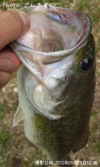 ¥Ö¥é¥Ã¥¯¥Ð¥¹