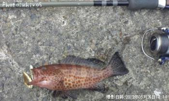 �������ϥ�