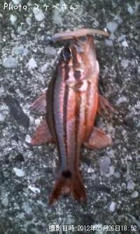 ���Ǥ��礥��á���