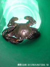 �ޥ��������쥤