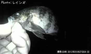 ��Х������