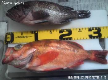 ¥½¥¤¡¢²¥á¥Ð¥ë