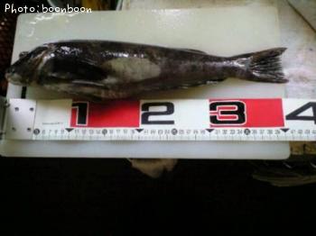 �����ʥ�