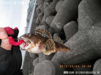 ¥Ù¥í¥«¥¸¥«