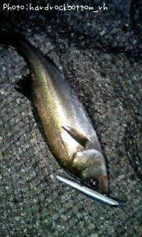 �����Х�