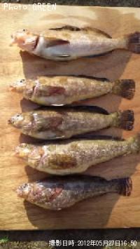 �����ʥ�