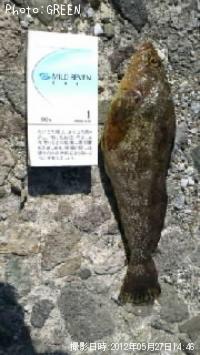 �����ʥ�