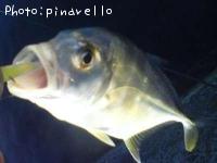 �����˥󥢥�