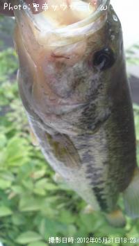 ¥Ö¥é¥Ã¥¯¥Ð¥¹