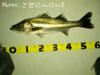 �����Х�