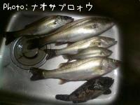 ¥·¡¼¥Ð¥¹¡¦¥½¥¤