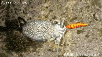 ����䥱����