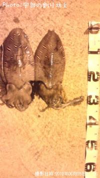 ��󥴥�����