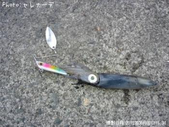 ¥Æ¥¯¥Ó¥¤¥«