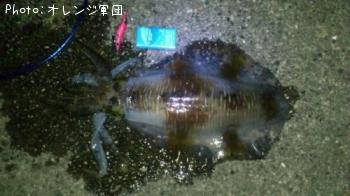 �����ꥤ��