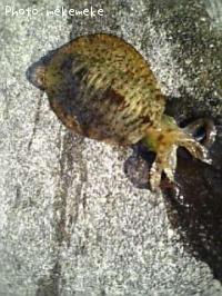 ¥¢¥ª¥ê¥¤¥«