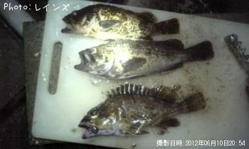 ¥¯¥í¥½¥¤¡õ¥¿¥±¥Î¥³¡õ¥«¥µ¥´