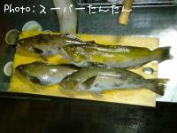 �����ʥ�