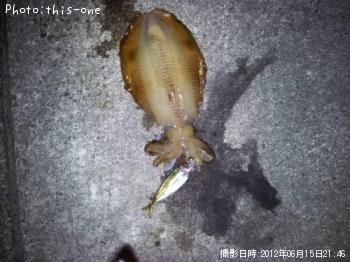 �����걨±