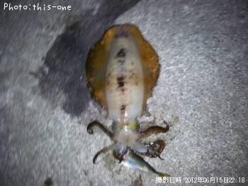 ¥¢¥ª¥ê±¨Â±