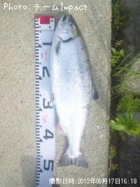 ¥µ¥¯¥é¥Þ¥¹