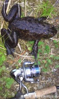 ¥¦¥·¥¬¥¨¥ë