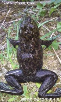 ¥¦¥·¥¬¥¨¥ë