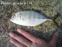 ���󥬥ᥢ��