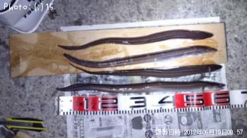 ¹¾¸ÍÁ°·ê»Ò¤µ¤ó