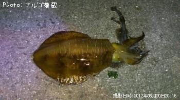 �����ꥤ��