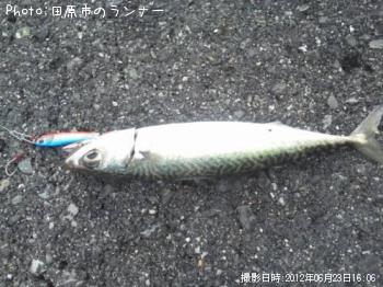 ���С������Υ���Х�