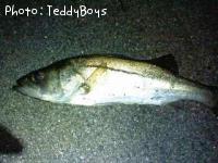 �����Х�