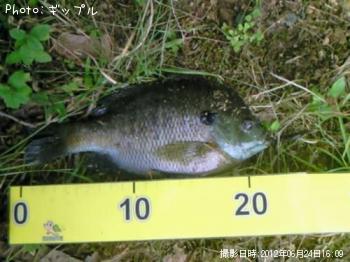 �֥롼����