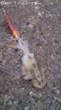 ¥¢¥ª¥ê¥¤¥«