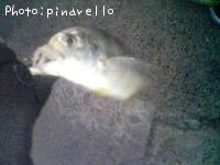 ¥í¥¦¥Ë¥ó¥¢¥¸