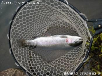 �쥤��ܡ��ȥ饦��