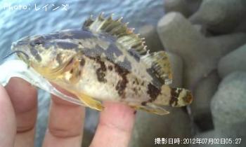 ¥«¥µ¥´¡õ¥¤¥«¡õ¥¿¥±¥Î¥³¡õ¥¢¥¤¥Ê¥á¡õ¥µ¥Ð