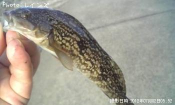 ¥«¥µ¥´¡õ¥¤¥«¡õ¥¿¥±¥Î¥³¡õ¥¢¥¤¥Ê¥á¡õ¥µ¥Ð