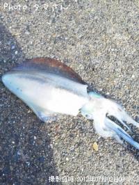 ¥¢¥ª¥ê¥¤¥«