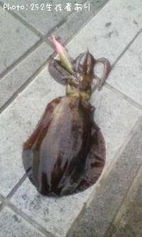 ¥¢¥ª¥ê¥¤¥«