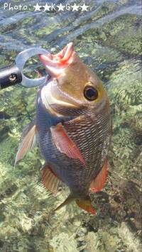 ¥¤¥½¥Õ¥¨¥Õ¥¥À¥¤