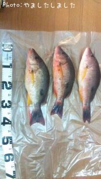 ¥â¥ó¥Ä¥¥¤¥µ¥®